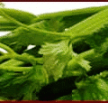 celery banner free clipart