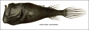 ceratiidae miopsaras free clipart