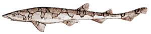 chain catshark free clipart