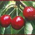 cherries on plant free clipart