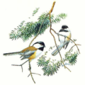 chickadee free clipart