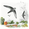 chimney swift free clipart