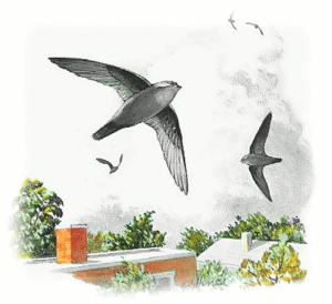 chimney swift free clipart