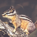 chipmunk 3 free clipart