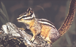 chipmunk 3 free clipart