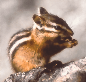 chipmunk eat free clipart