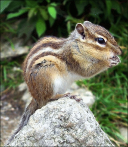chipmunk free clipart