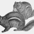 chipmunk pair free clipart