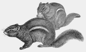 chipmunk pair free clipart