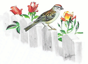 chipping sparrow free clipart