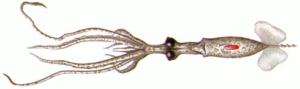 chiroteuthid free clipart