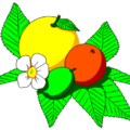 citrus fruit free clipart