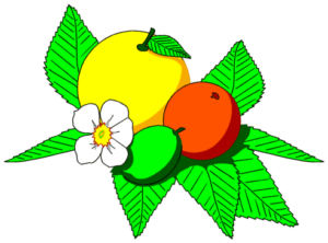 citrus fruit free clipart