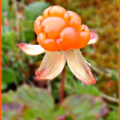 cloudberry ripe free clipart