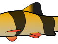 clown loach free clipart