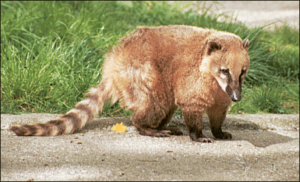 coatimundi free clipart