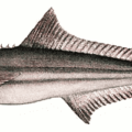 cobia free clipart