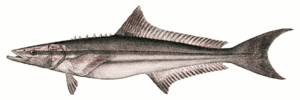cobia free clipart