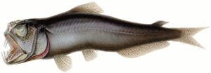 coccorella atrata free clipart