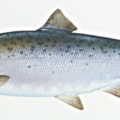 coho salmon free clipart