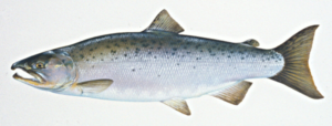 coho salmon free clipart