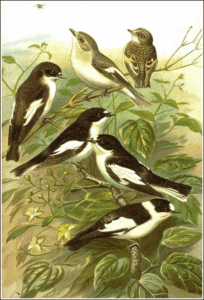 collared flycatcher free clipart