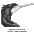 cormorant close up free clipart