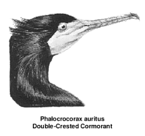 cormorant close up free clipart