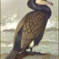 cormorant phalacrocorax carbo free clipart