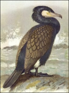 cormorant phalacrocorax carbo free clipart