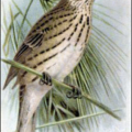 corn bunting free clipart