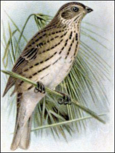 corn bunting free clipart