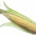 corn ear free clipart