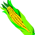 corn ear of corn free clipart