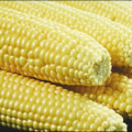 corn on the cob closeup free clipart