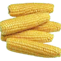 corn on the cob free clipart