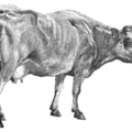 cow big cow free clipart