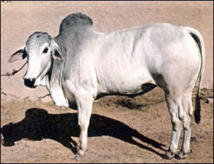 cow brahman free clipart