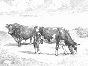 cow cattle bw free clipart