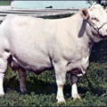 cow charolais free clipart