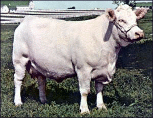 cow charolais free clipart