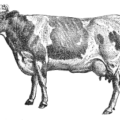 cow guernsey bw free clipart