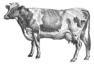 cow guernsey bw free clipart