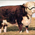 cow hereford free clipart