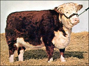 cow hereford free clipart