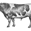 cow holstein free clipart