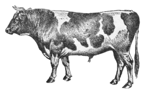 cow holstein free clipart