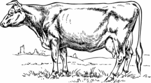 cow sketched free clipart