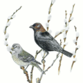 cowbird free clipart