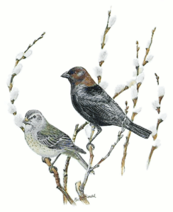 cowbird free clipart